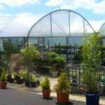 plants outside