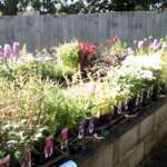 Herbaceous
