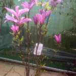 specimen plants