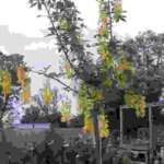 trees