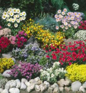 ground-cover-and-rockery-plants